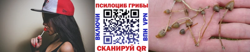 где можно купить   Зеленокумск  Галлюциногенные грибы прущие грибы 